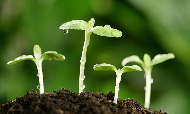 азот для рослин, форми азотних добрив