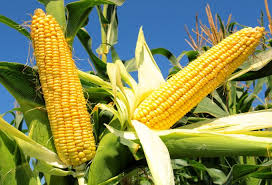 добрива для кукурудзи, сільськогосподарська культура